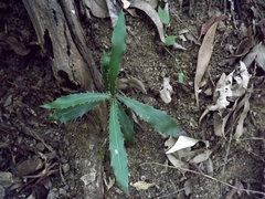 Macadamia tetraphylla