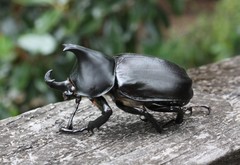 Xylotrupes australicus