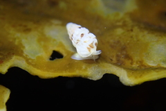 Exaesopus subturritus