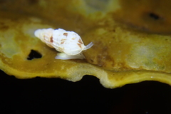 Exaesopus subturritus