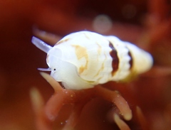 Exaesopus subturritus