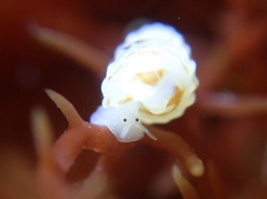 Exaesopus subturritus