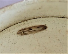 Amphixystis hapsimacha