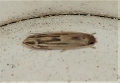 Amphixystis hapsimacha