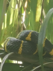 Boiga melanota