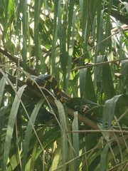 Boiga melanota