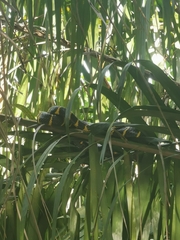 Boiga melanota