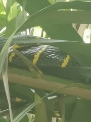 Boiga melanota