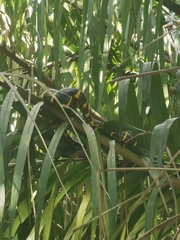 Boiga melanota
