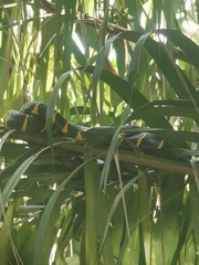 Boiga melanota