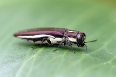 Agrilus hypoleucus