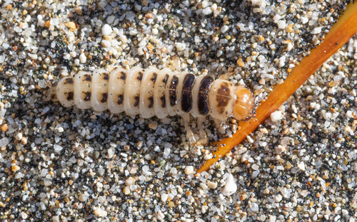 Pictured Rove Beetle photo 5