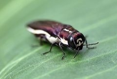 Agrilus hypoleucus