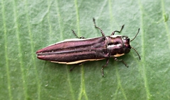 Agrilus hypoleucus