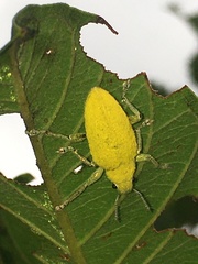 Hypomeces pulviger