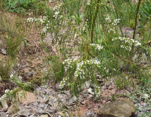Myoporum floribundum, 2021-12-19