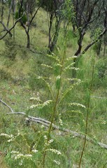 Myoporum floribundum