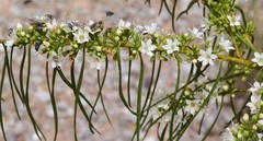 Myoporum floribundum