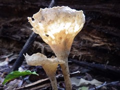 Pleurotus tuber-regium