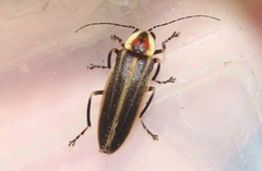 Photuris versicolor