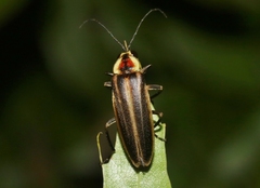 Photuris versicolor