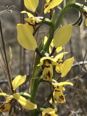 Diuris platichila