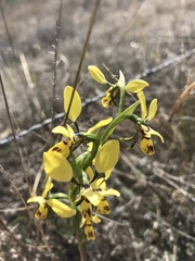 Diuris platichila