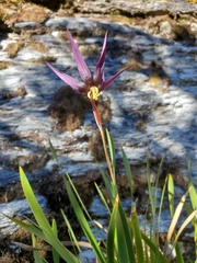 Isophysis tasmanica
