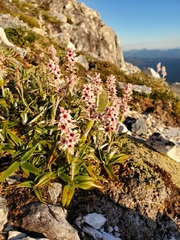Milligania densiflora