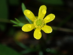 Ranunculus inundatus