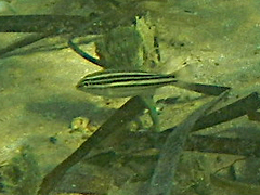 Helotes octolineatus