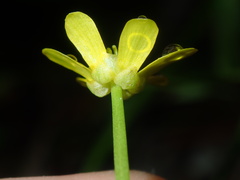 Ranunculus inundatus