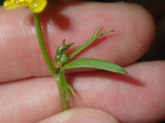 Ranunculus inundatus