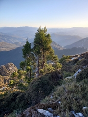 Athrotaxis selaginoides