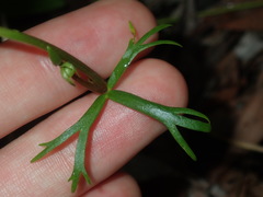 Ranunculus inundatus