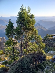 Athrotaxis selaginoides