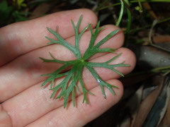 Ranunculus inundatus