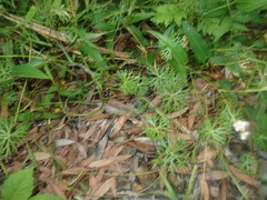 Ranunculus inundatus