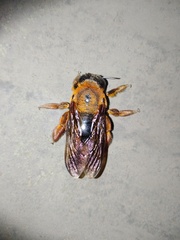 Xylocopa ruficeps