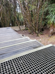 Potorous tridactylus