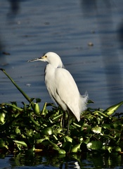 Egretta thula
