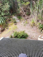 Potorous tridactylus