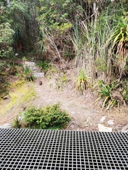 Potorous tridactylus