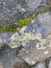 Aspicilia glaucopsina