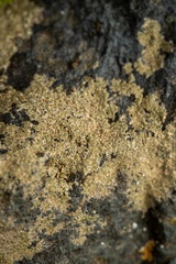 Aspicilia glaucopsina