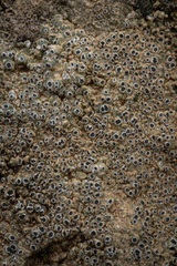 Aspicilia glaucopsina