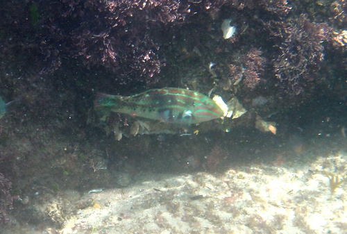 KwaZulu Natal wrasse