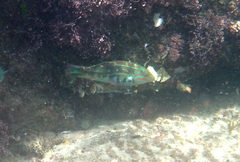 Kwa-Zulu Natal Wrasse photo 5