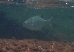 Neoscorpis lithophilus