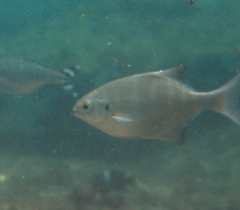 Neoscorpis lithophilus